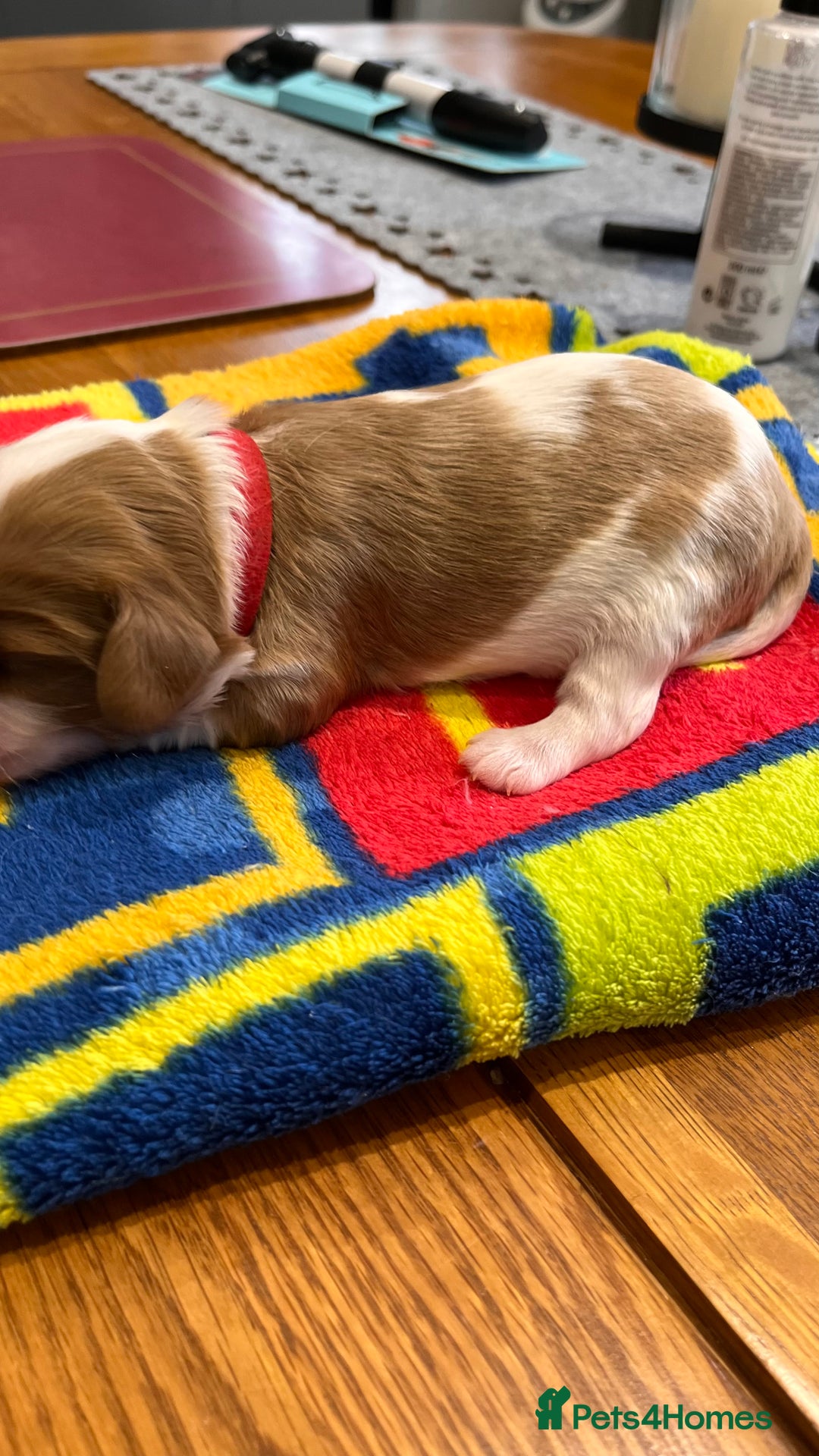 Cavalier King Charles Spaniel dogs for sale: Stunningly cute Cavalier King Charles Puppies  - Image 2