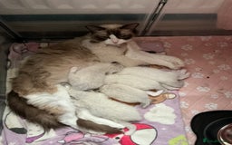 Ragdoll cats for sale: Tica European Ragdoll kittens  - Image 10