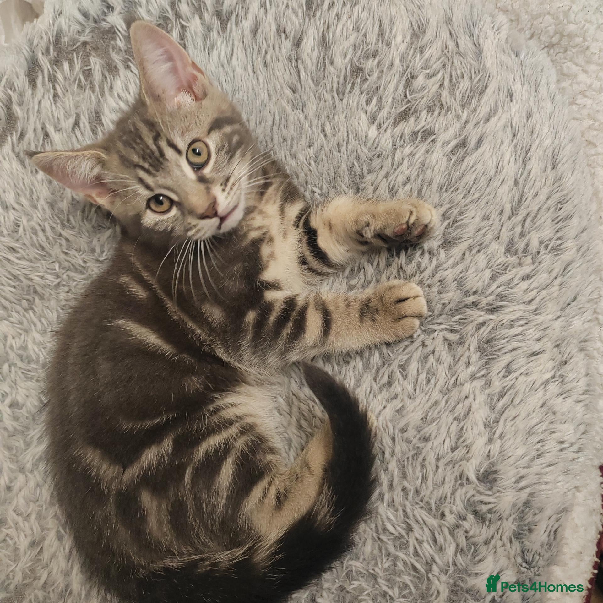 Mixed Breed cats Marble Bengal cross  - Advert 1
