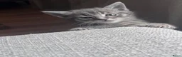 Mixed Breed cats for sale: 5 kittens for rehoming in London - Advert 24