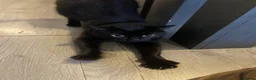 Mixed Breed cats for sale: Kittens/two adult cats - Advert 15