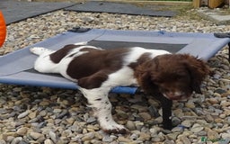 English Springer Spaniel dogs for sale: Two Gorgeous Boy English Springer Spaniel Puppies  - Image 28