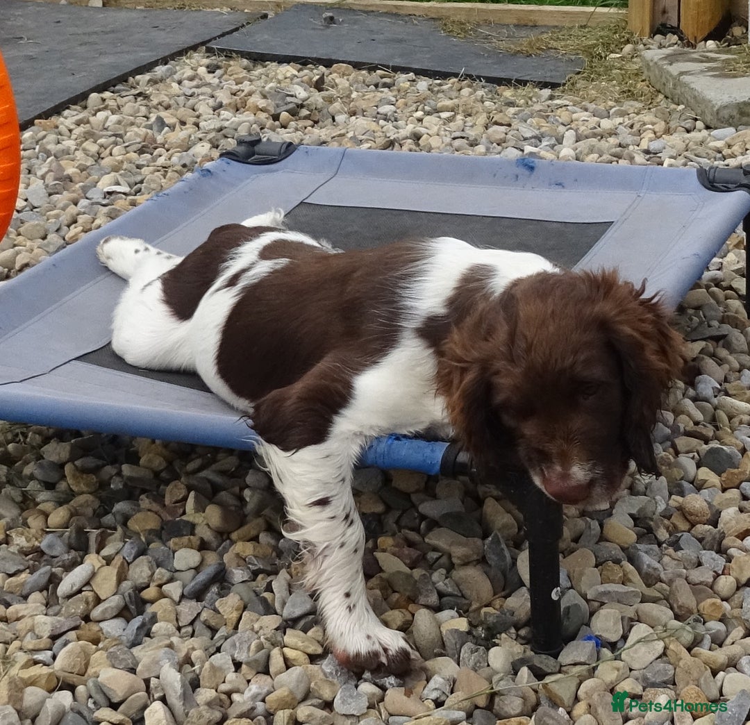 English Springer Spaniel dogs for sale: Two Gorgeous Boy English Springer Spaniel Puppies  - Image 28