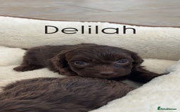 Cockapoo dogs for sale: Stunning Litter of 6 F1 Cockerpoo puppies  - Image 3