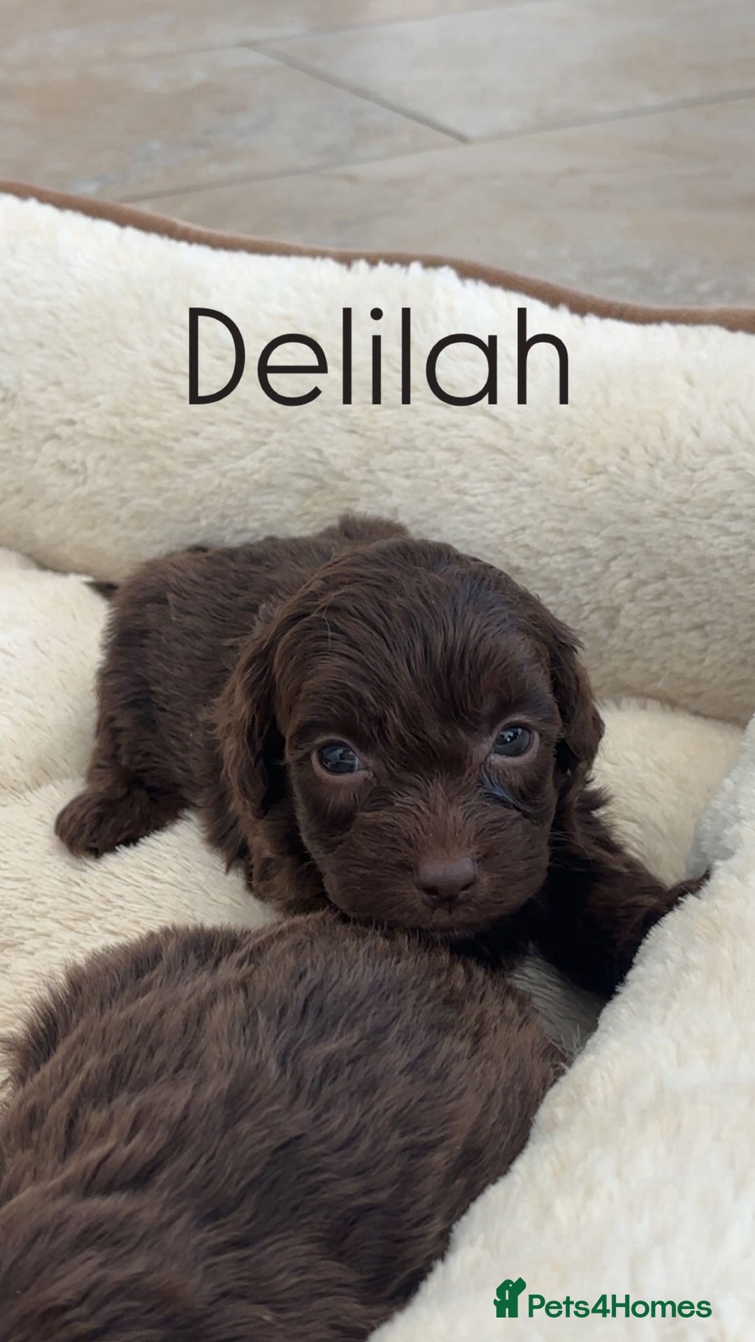 Cockapoo dogs for sale: Stunning Litter of 6 F1 Cockerpoo puppies  - Image 3
