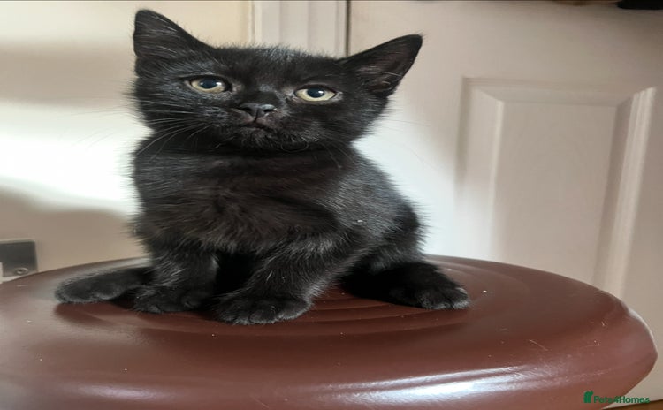 Persian cats - Advert 13