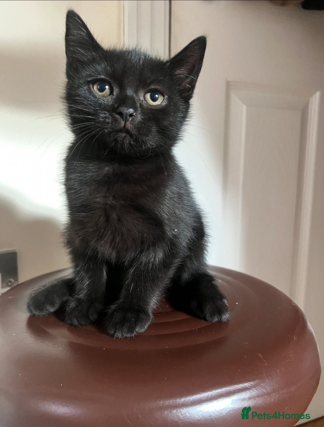 Persian cats for sale: Male Half Persian Kitten  - Image 1