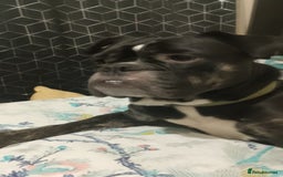 Dorset Olde Tyme Bulldogge dogs for sale: The BEST Companion ull ever have, Diesel £75  ❤️🙏 - Advert 12