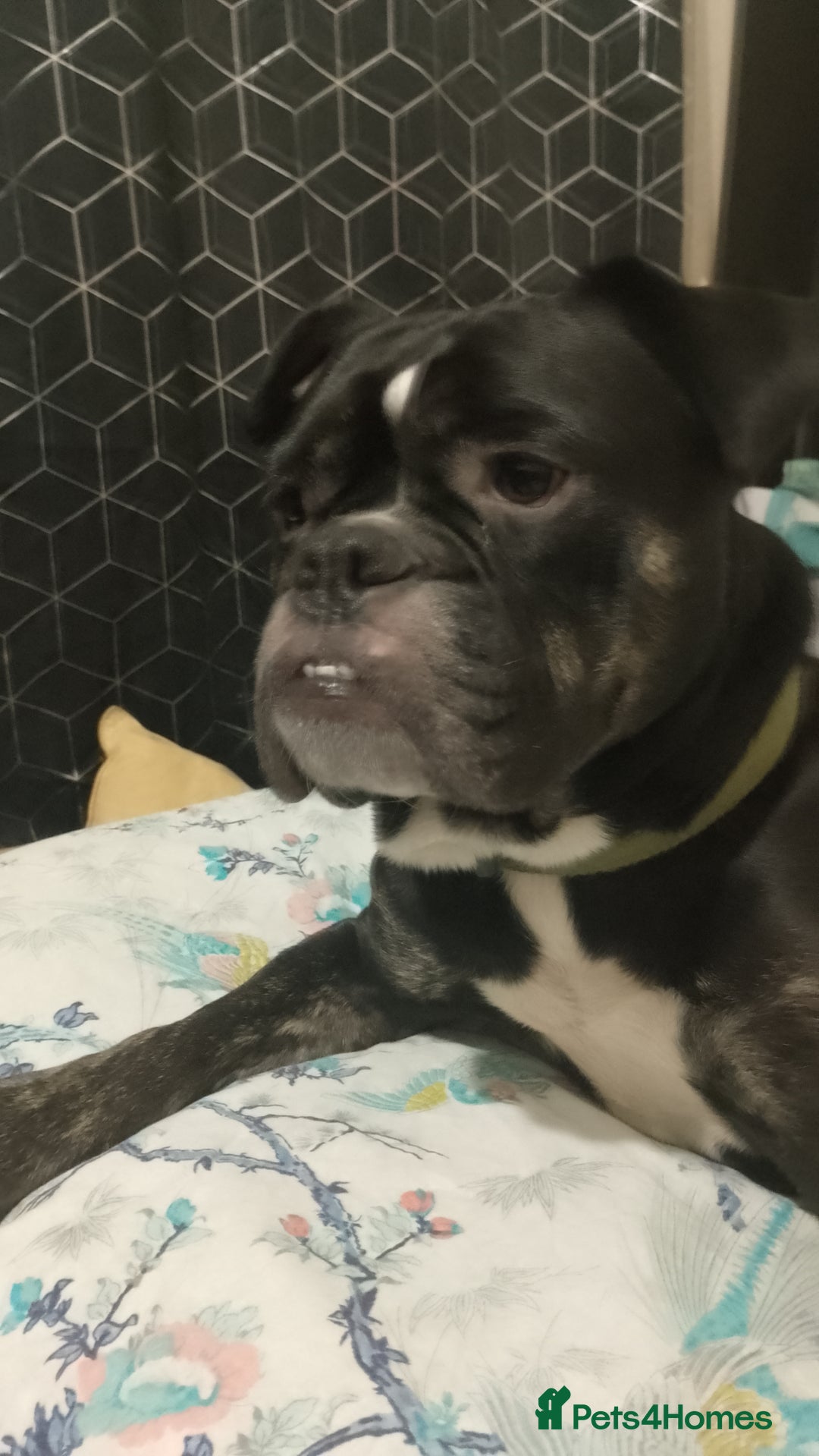 Dorset Olde Tyme Bulldogge dogs for sale: The BEST Companion ull ever have, Diesel £75  ❤️🙏 - Advert 12