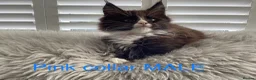 Maine Coon cats for sale: Bundles of fluff,  Maine Coon kittens  - Advert 12