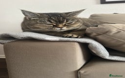 Scottish Fold cats for sale: Scottish straight - Image 3
