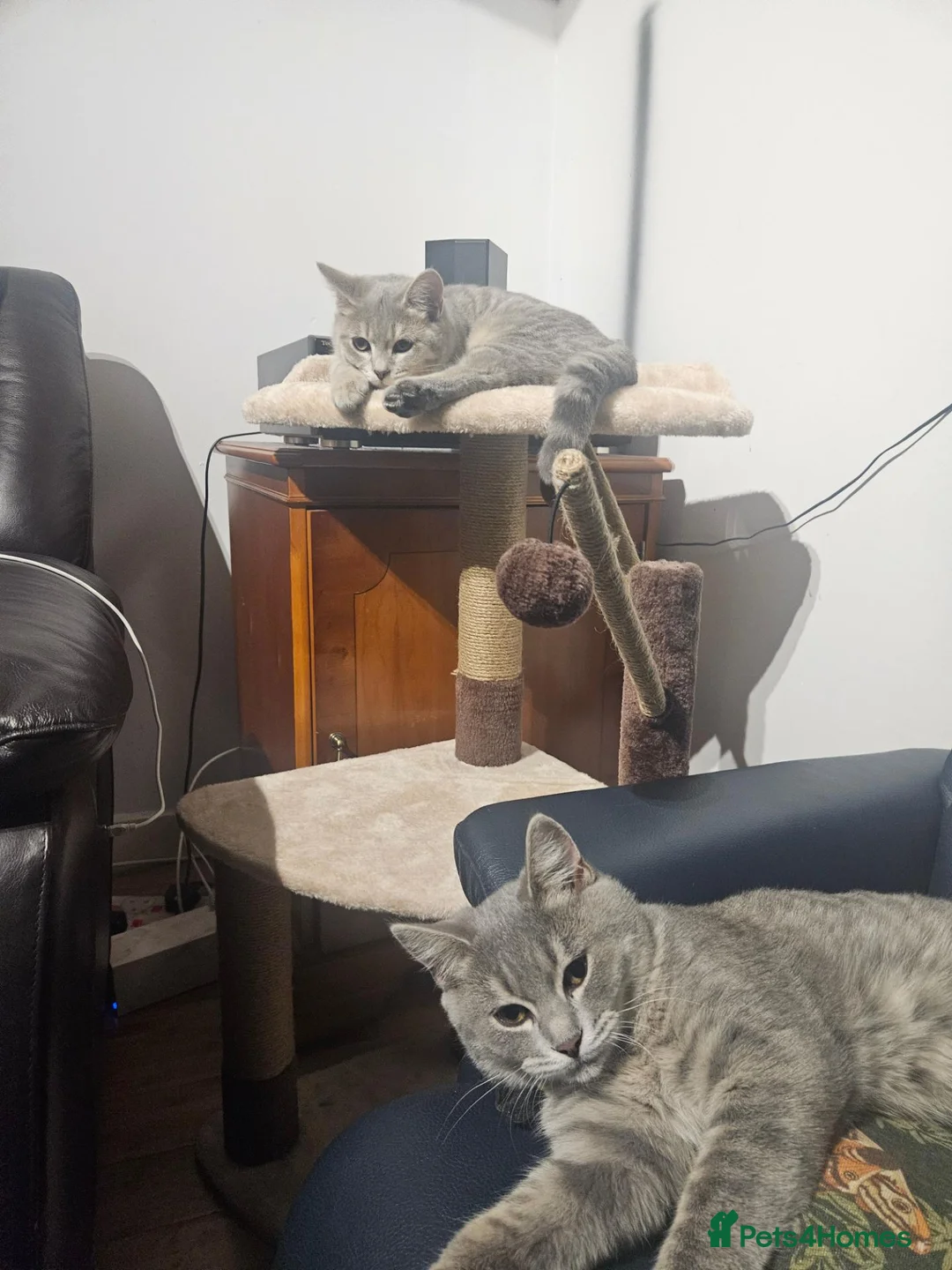 Bengal cats for sale: Stunning Snow Lynx Female Bengal  in Reading - Advert 2