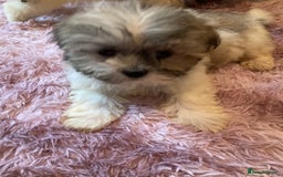 Lhasa Apso dogs for sale: Lhasa Apso Puppies 🐶  - Image 35
