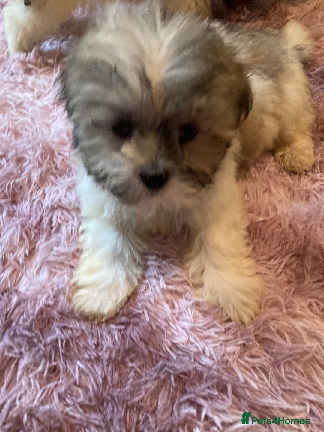 Lhasa Apso dogs for sale: Lhasa Apso Puppies 🐶  - Image 35