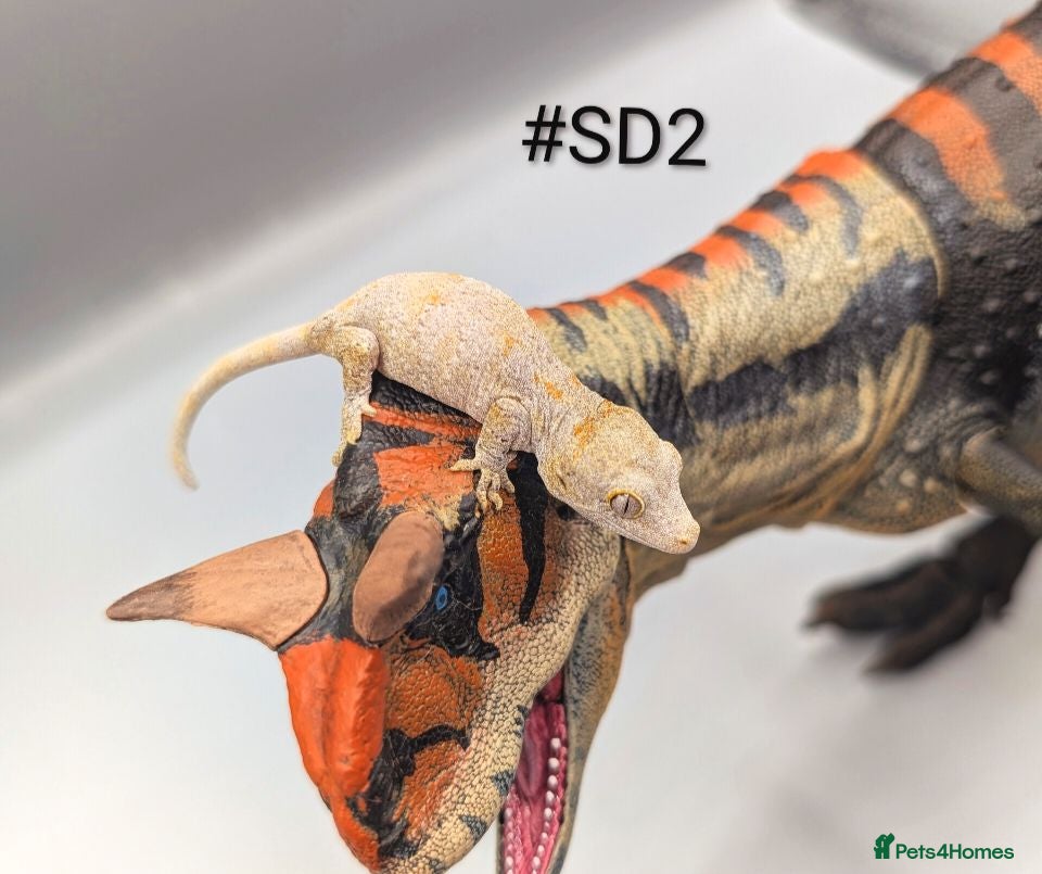 Gecko reptiles Orange blotch gargoyle gecko cb26 - Advert 2