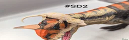 Gecko reptiles for sale: Orange blotch gargoyle gecko cb26 - Advert 1