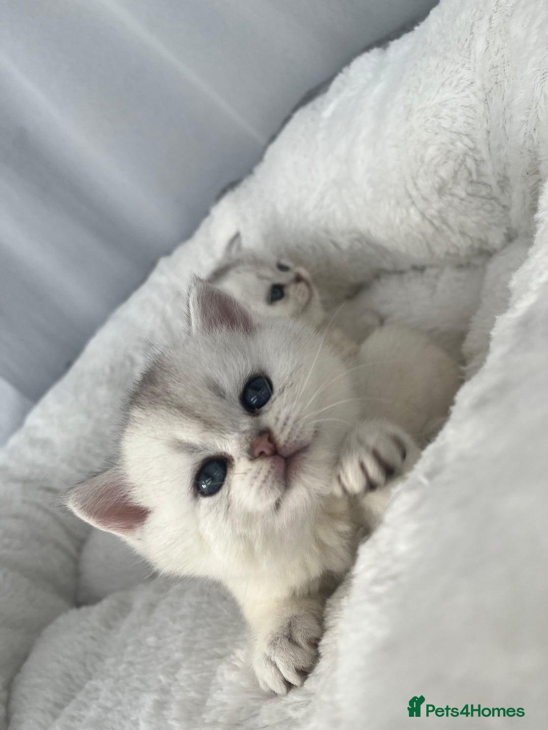 Scottish Fold cats for sale: Adorable Blue-Eyed Scottish Fold Kittens - Advert 18