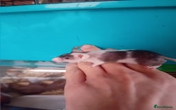 Mouse rodents for sale: Male mice  - Image 8
