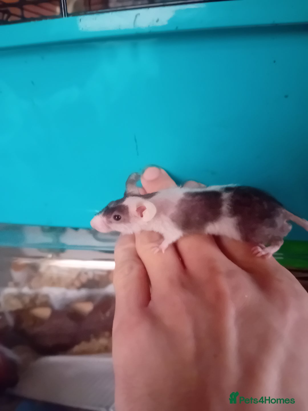 Mouse rodents for sale: Male mice  - Image 8