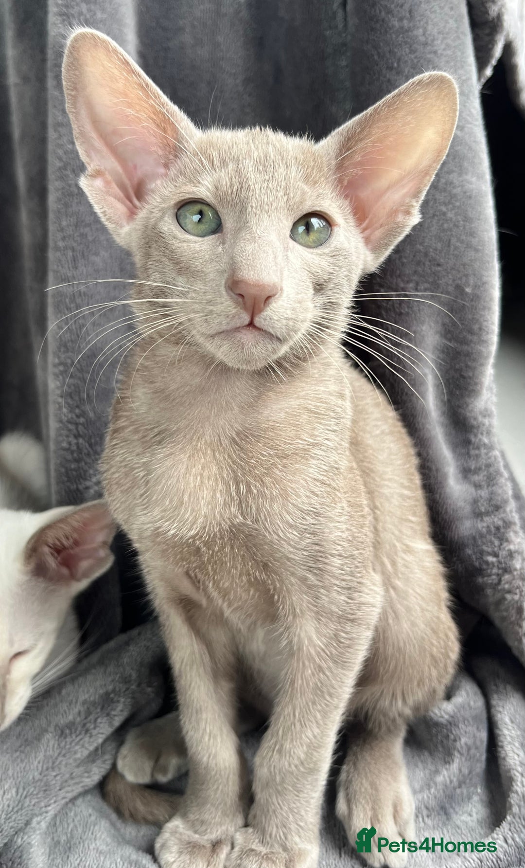 Oriental cats for sale: Supreme pedigree Lilac Oriental kittens GCCF reg - Advert 20