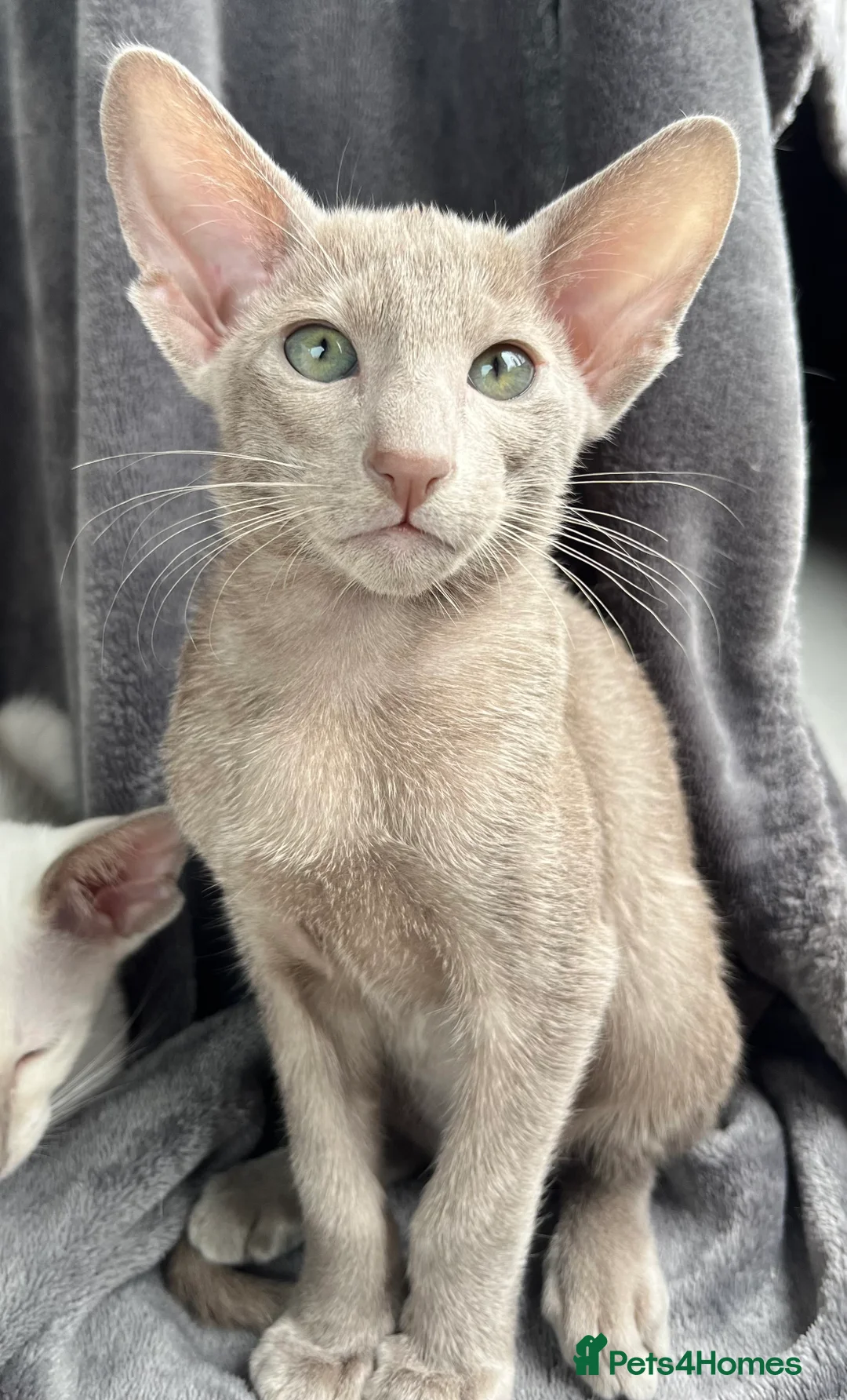 Oriental cats for sale: Supreme pedigree Oriental kittens GCCF reg - Advert 28