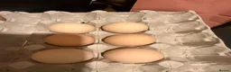 Chickens poultry for sale: Hatching eggs for sale in Bromyard - Advert 3