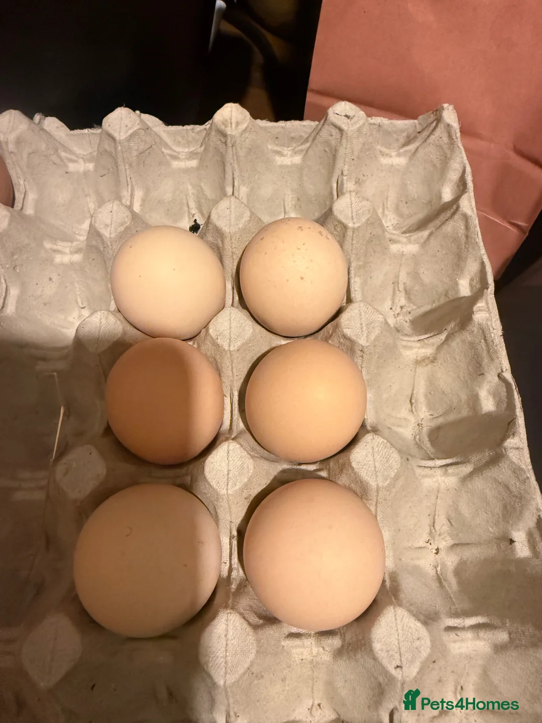Chickens poultry for sale: Hatching eggs for sale in Bromyard - Advert 3