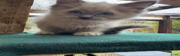 Ragdoll cats for sale: Ragdoll kittens  - Advert 1
