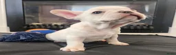 French Bulldog dogs for sale: Platinum French Bulldog Puppies - Advert 21