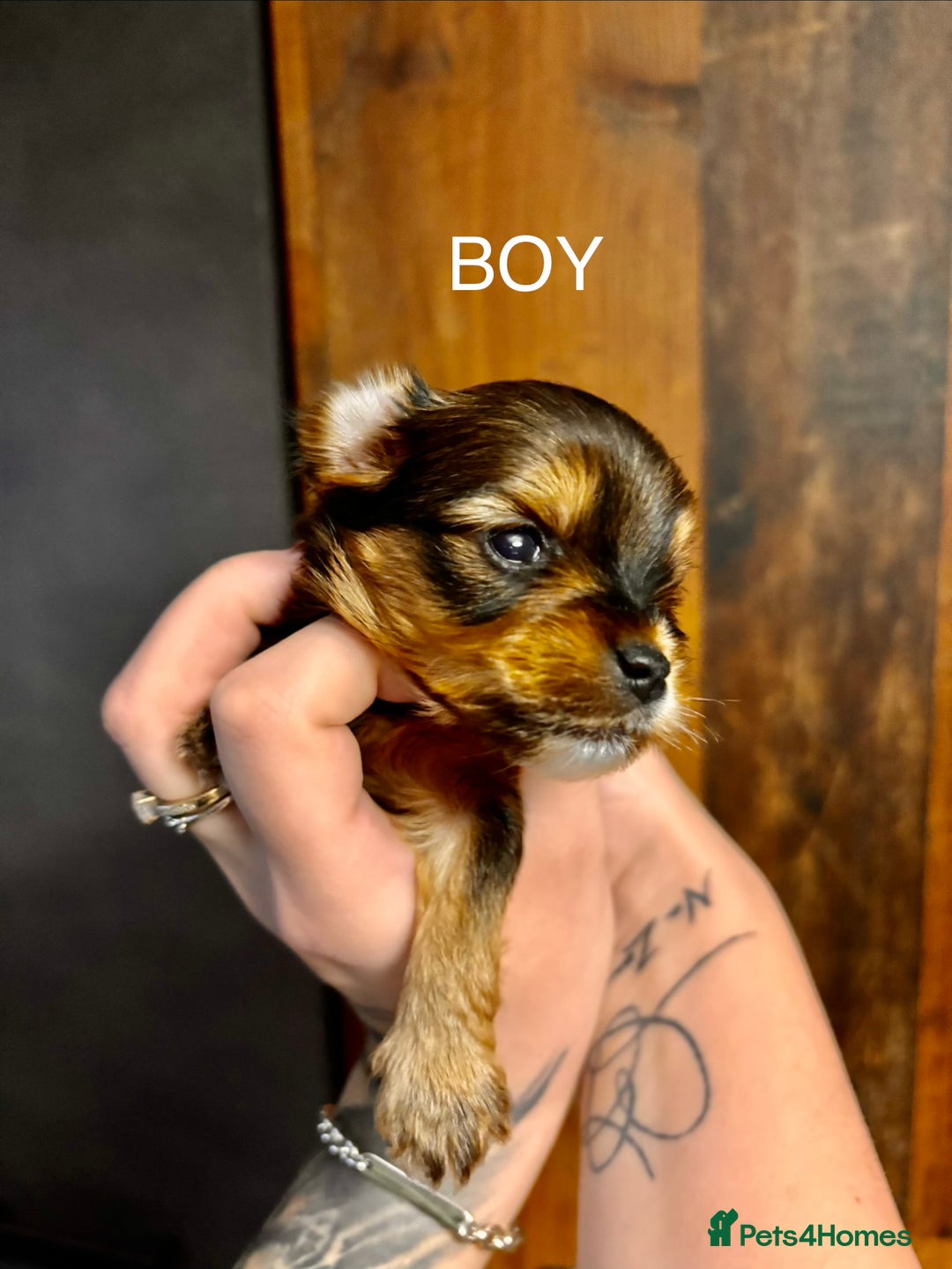 Yorkshire Terrier dogs for sale: Pedigree Miniature Yorkshire Terrier - Advert 6