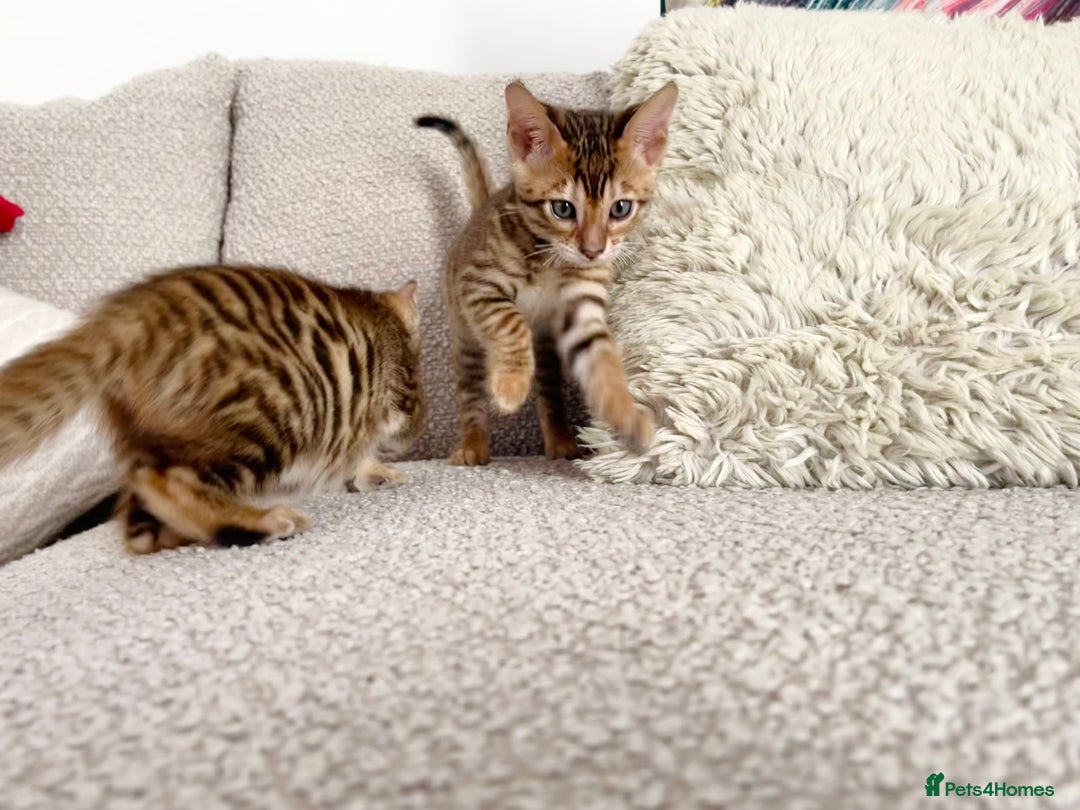 Toyger cats for sale: Full Pedigree Toyger Kittens Last Litter of 2025 - Image 12