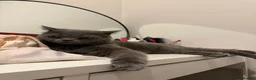 British Shorthair cats for sale: 2 British Short Hairs - 1 female (3) 1 Male (5) - Advert 7