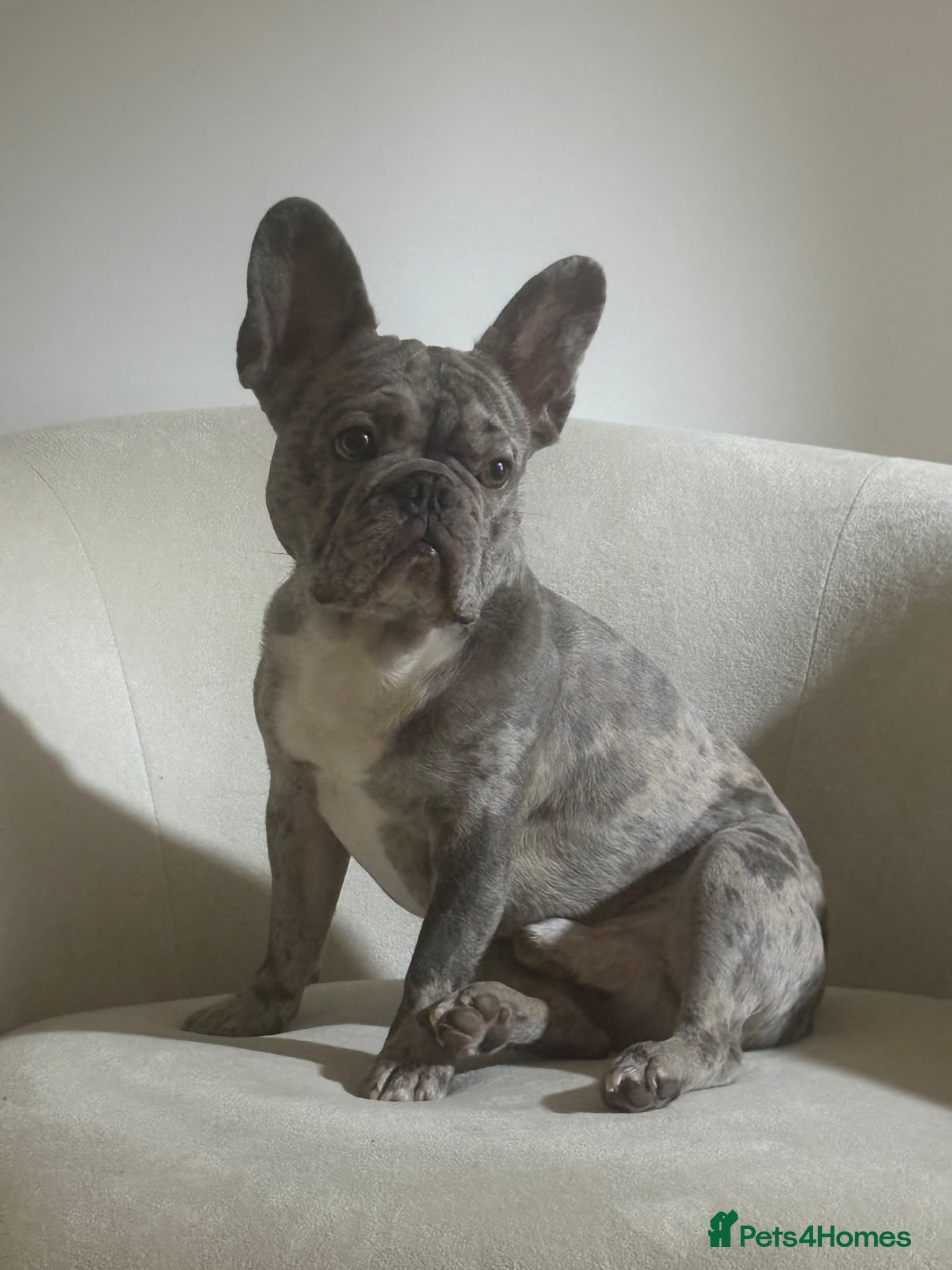 French Bulldog dogs AVAILABLE TO STUD!! - Advert 1