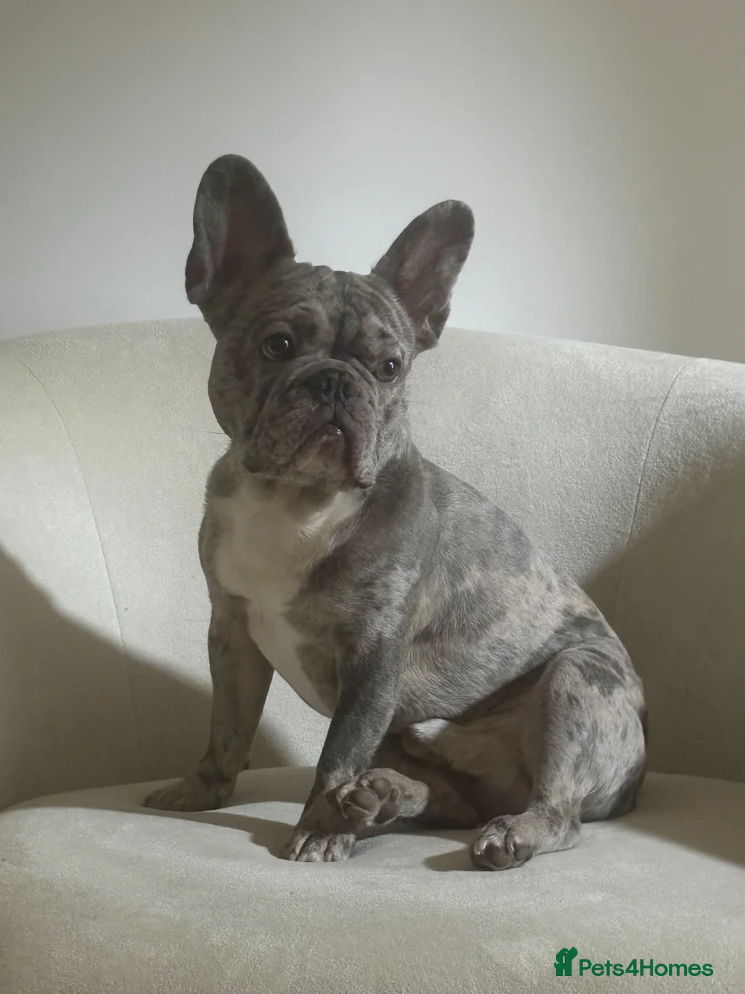 French Bulldog dogs for stud: AVAILABLE TO STUD!! in Braintree - Advert 1