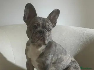French Bulldog dogs AVAILABLE TO STUD!! - Advert 1