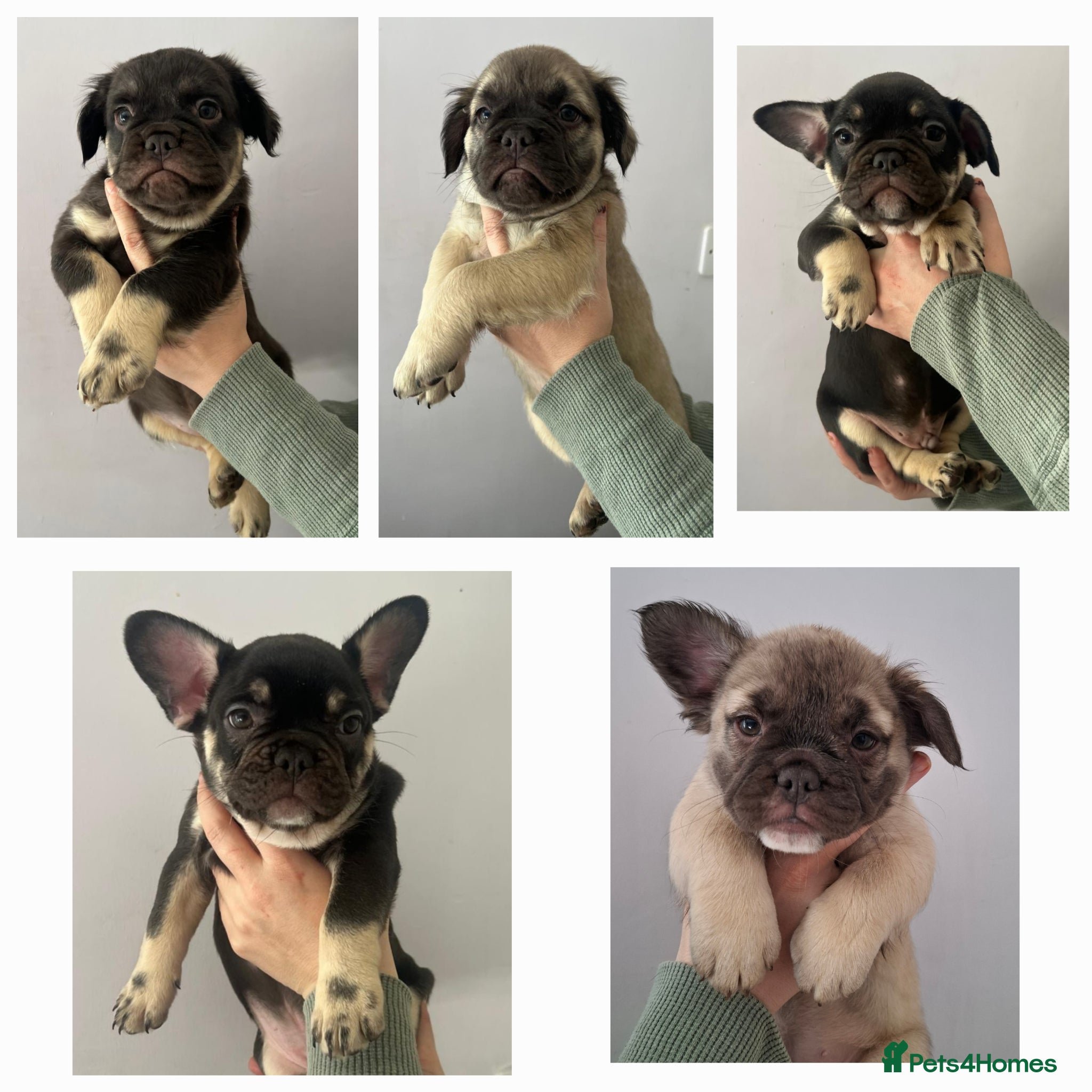 French Bulldog dogs Exotic coloured visual fluffy frenchies  - Advert 18
