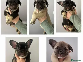 French Bulldog dogs Exotic coloured visual fluffy frenchies - Advert 18