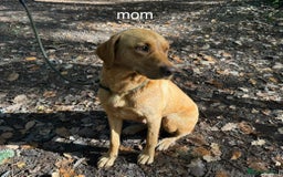 Labrador Retriever dogs for sale: KC Registered Labrador Puppies - Image 6