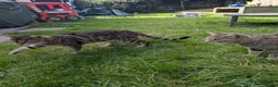 Bengal cats for sale: Bengals x 2  - Advert 4