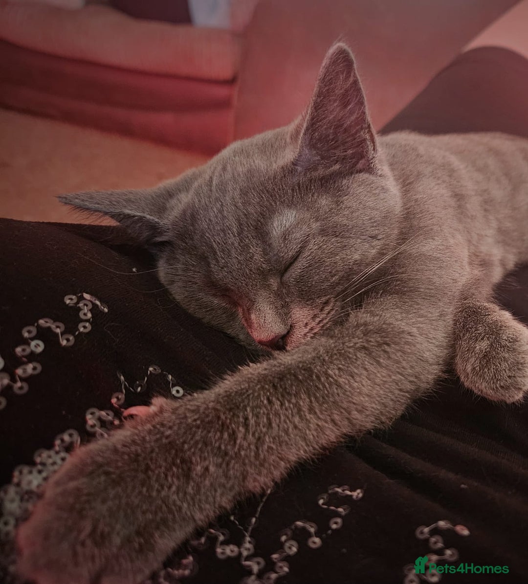 British Shorthair cats for sale: British grey short hair female cat - Image 5