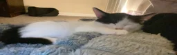 Mixed Breed cats for sale: 1 boy and 1 girl kitten for sale - Advert 6