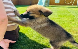 German Shepherd dogs for sale: KC Registered German Shepard Babies 🐾🐾🐾 - Image 5