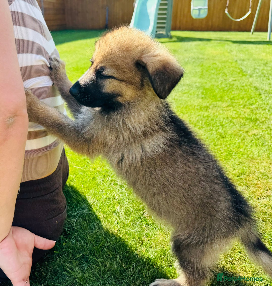 German Shepherd dogs for sale: KC Registered German Shepard Babies 🐾🐾🐾 - Image 5