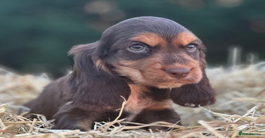 Cocker Spaniel dogs - Advert 5