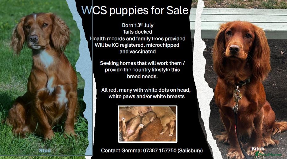Cocker Spaniel dogs Red Working Cocker Spaniels - Advert 2