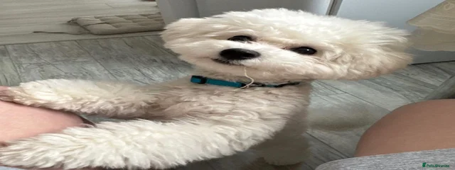 Louie