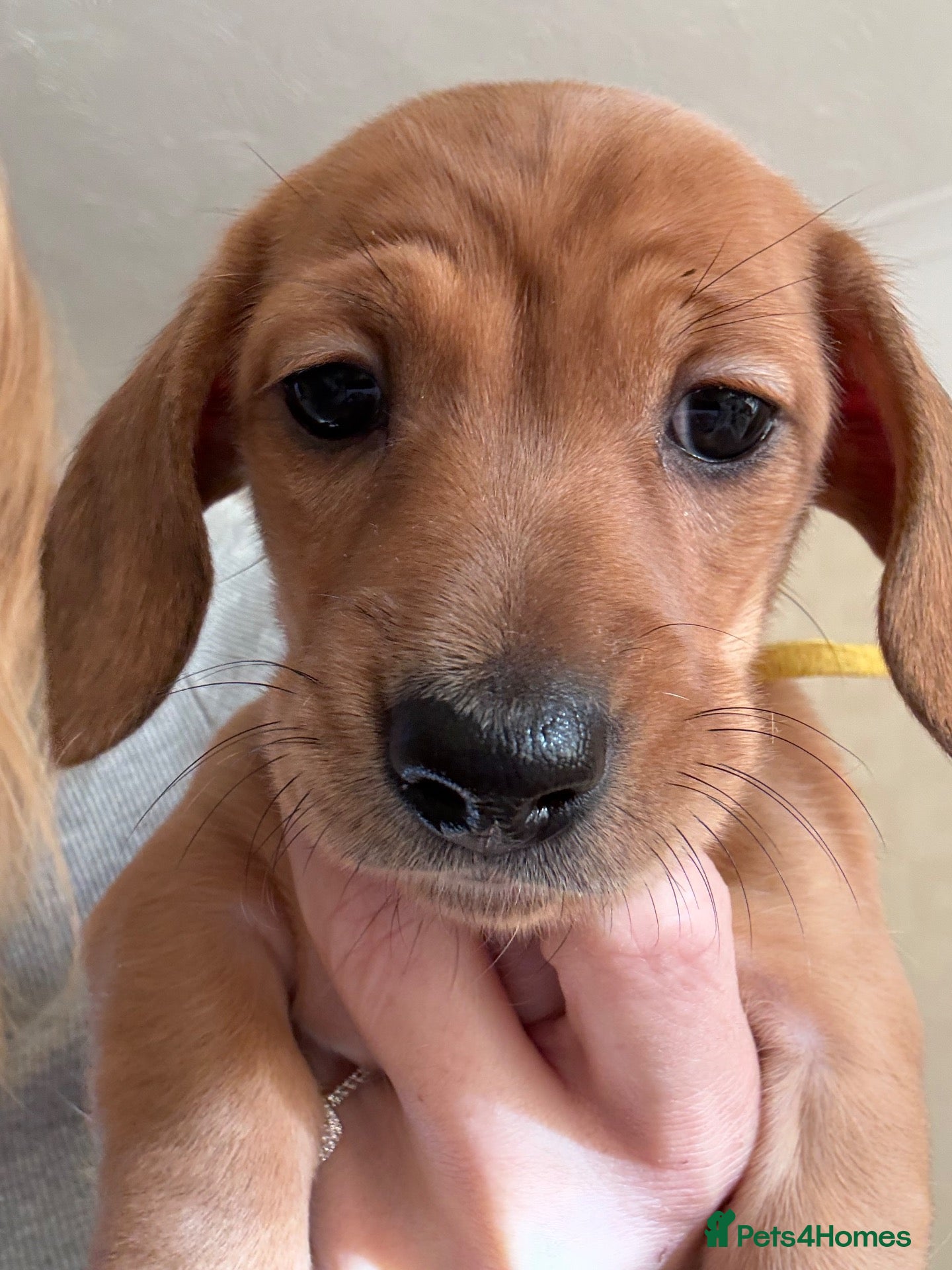 Miniature Dachshund dogs RED DAPPLE MINIATURE DACHSHUND  - Advert 1