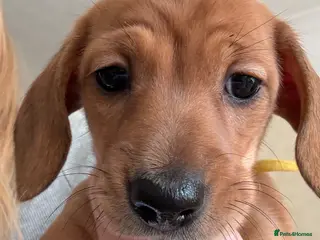 Miniature Dachshund dogs RED DAPPLE MINIATURE DACHSHUND - Advert 1