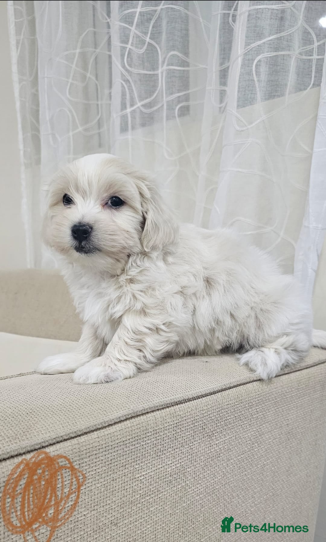 Maltese dogs for sale: Maltese puppies  - Advert 5