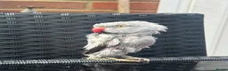 Ringnecks birds for sale: Grey Indian Ringneck Parakeet - Advert 4